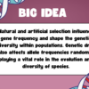 Natural and Artificial Selection - Genetics Focus - Image 3